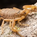 How many people have died from the arizona bark scorpion?